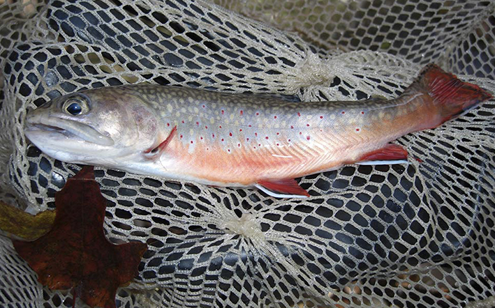 Trout Management : Fish Cherokee